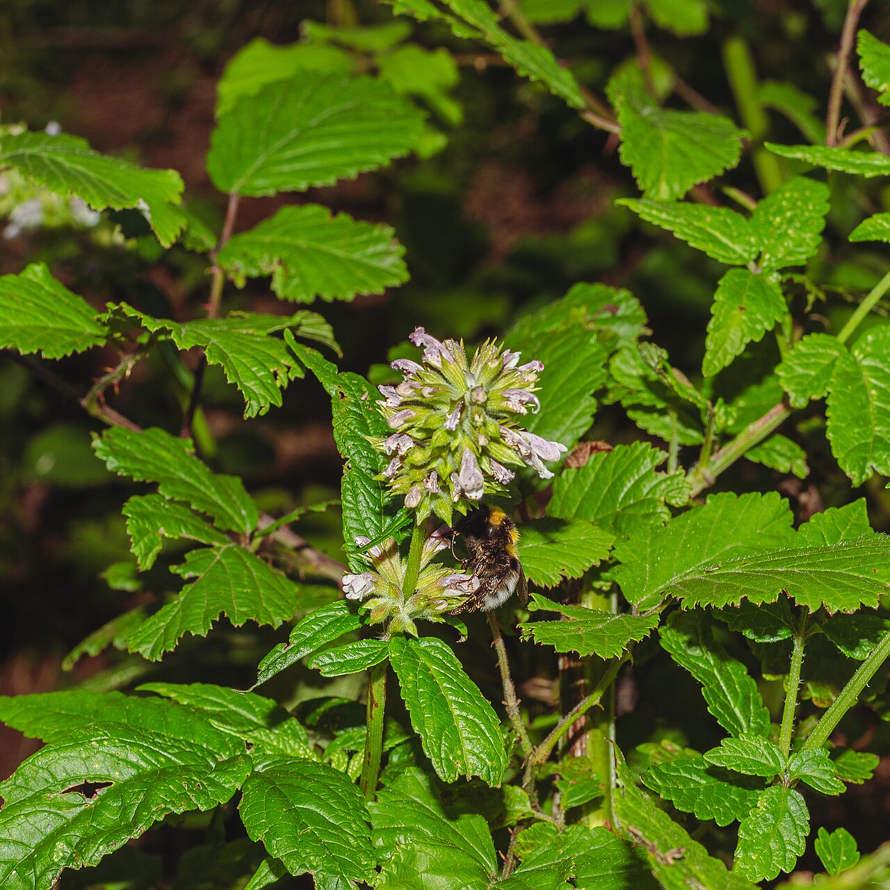 Herb of Gilead: Balm of Gilead ( Cedronella canariensis ) with a Large Garden Bumble Bee ( Bombus ruderatus ) on it at the Pico de las Flores in Rosario, Tenerife, Spain.