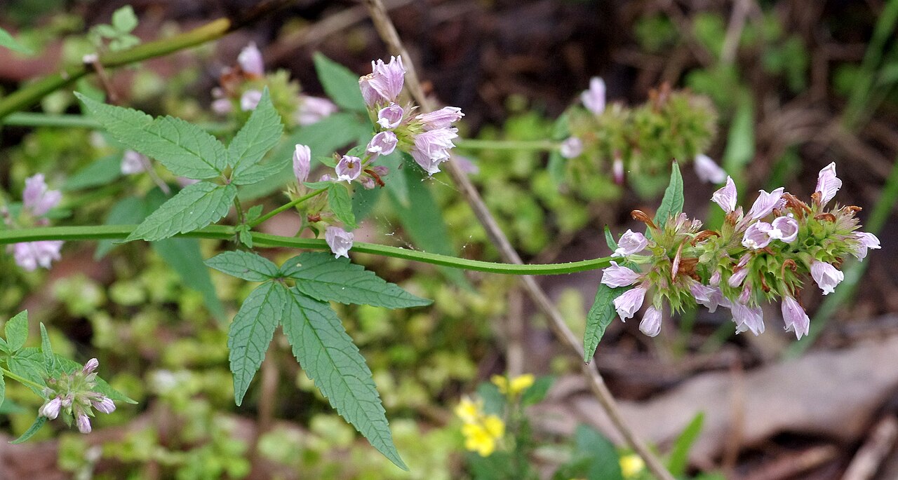 Herb of Gilead: Cedronella canariensis