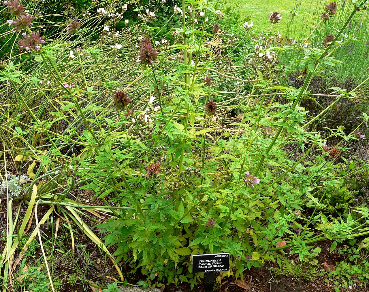 Herb of Gilead: Photo of Cedronella canariensis at the San Francisco Botanical Garden