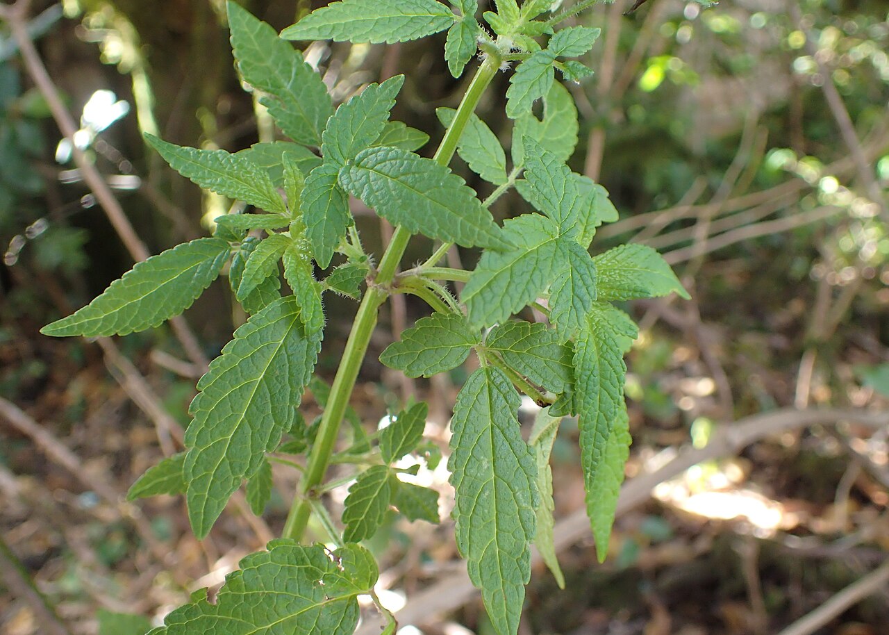Herb of Gilead: Cedronella canariensis at Mirador Cruz del Carmen, Tenerife, Canary Islands