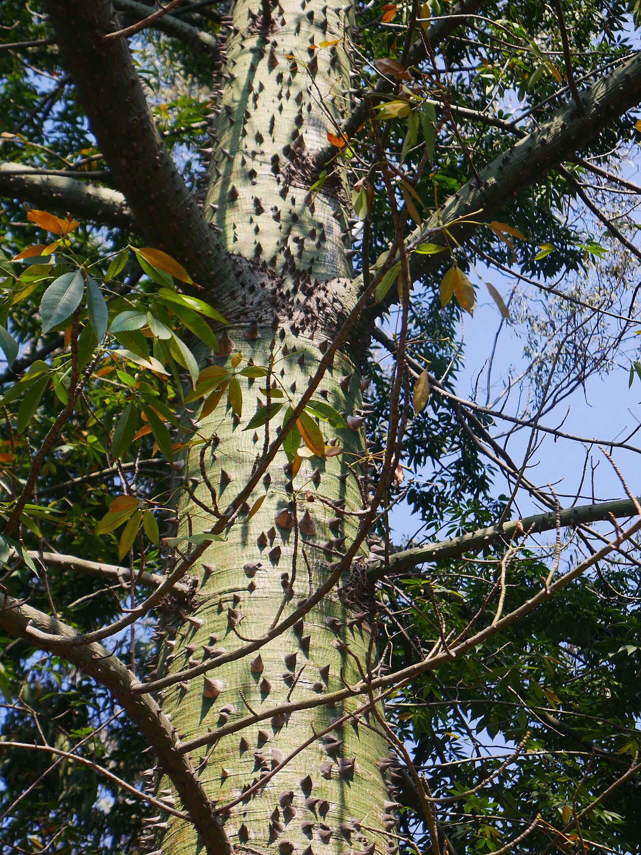 Pochote: Ceiba en la segunda sección del Bosque de Chapultepec