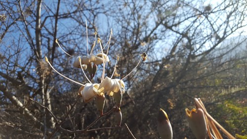 Pochote (Ceiba aesculifolia)