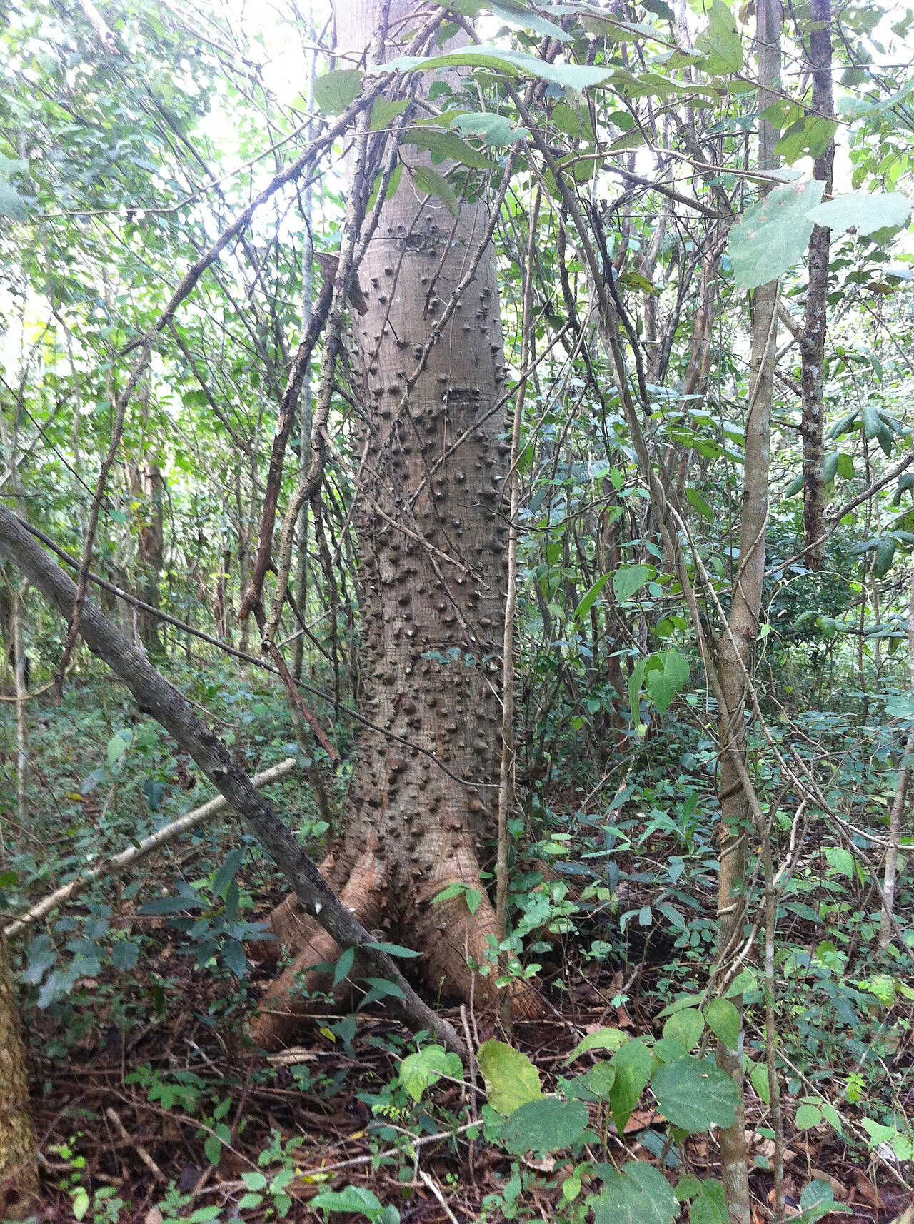 Pochote: Ceiba