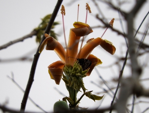 Pochote (Ceiba aesculifolia)