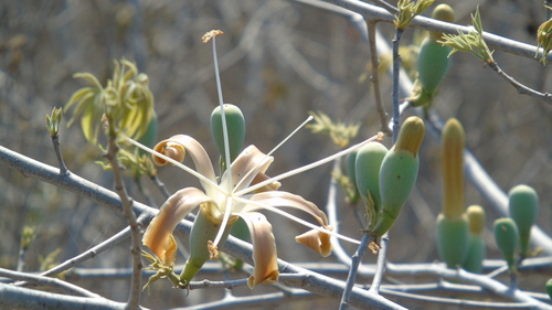 Pochote (Ceiba aesculifolia)