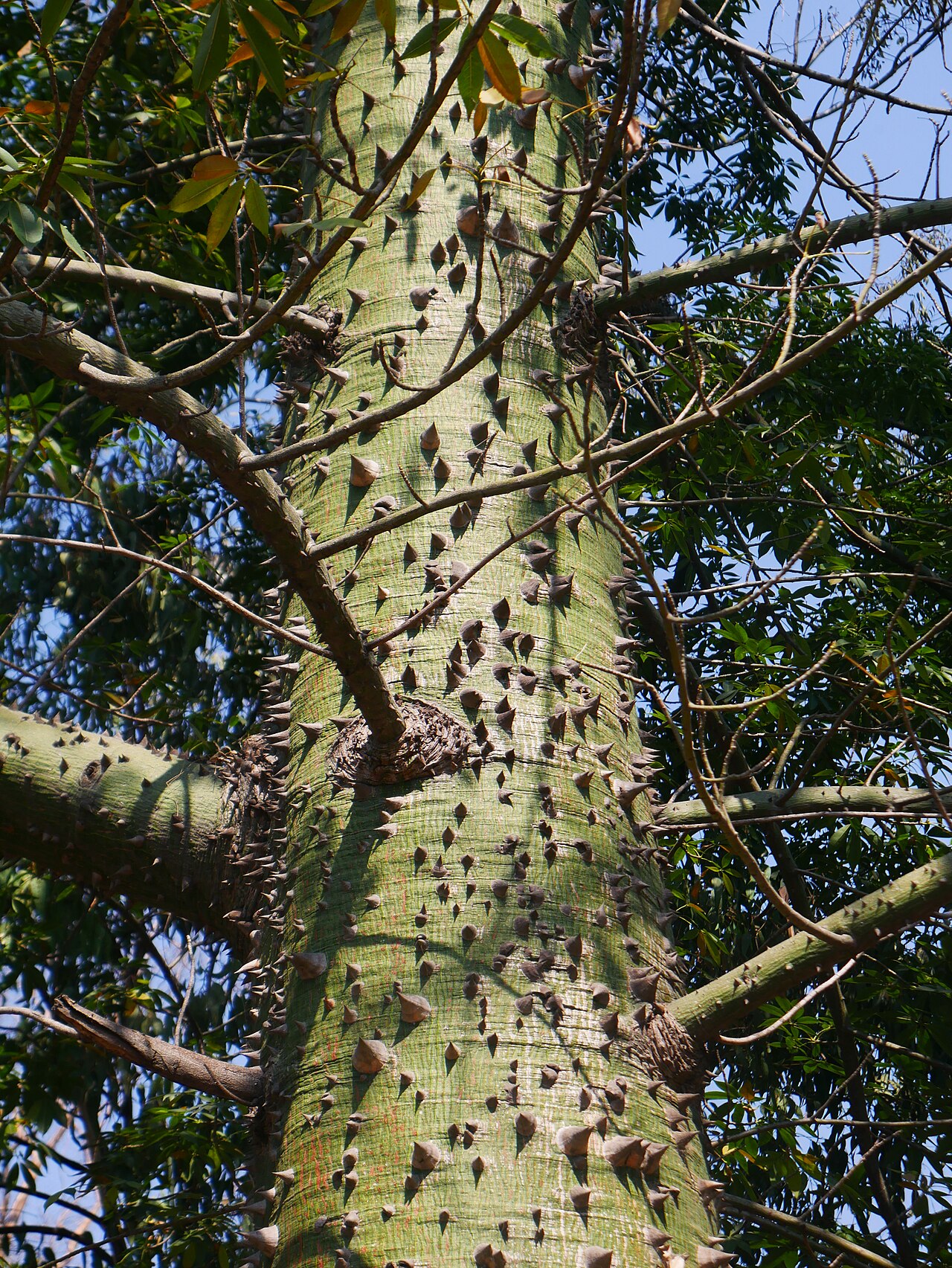 Pochote: Ceiba en la segunda sección del Bosque de Chapultepec