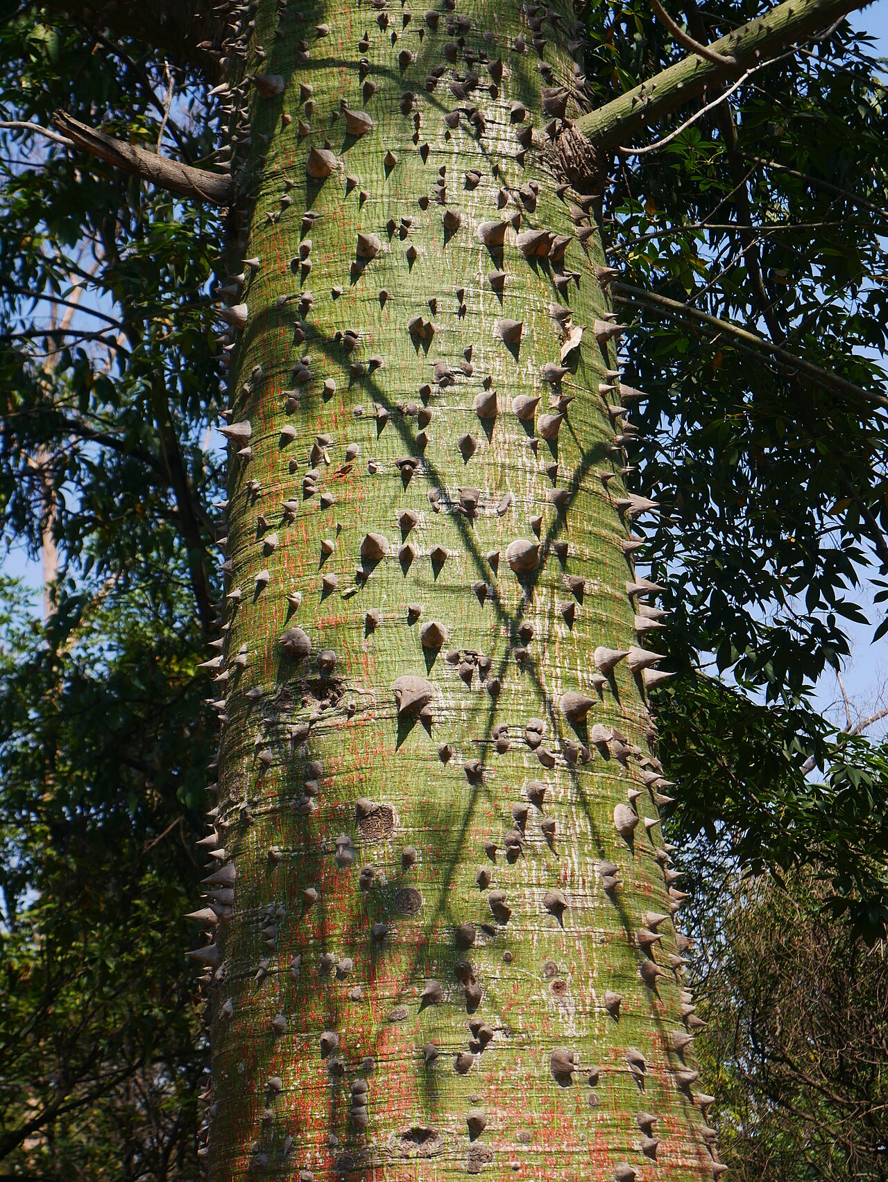 Pochote: Ceiba en la segunda sección del Bosque de Chapultepec