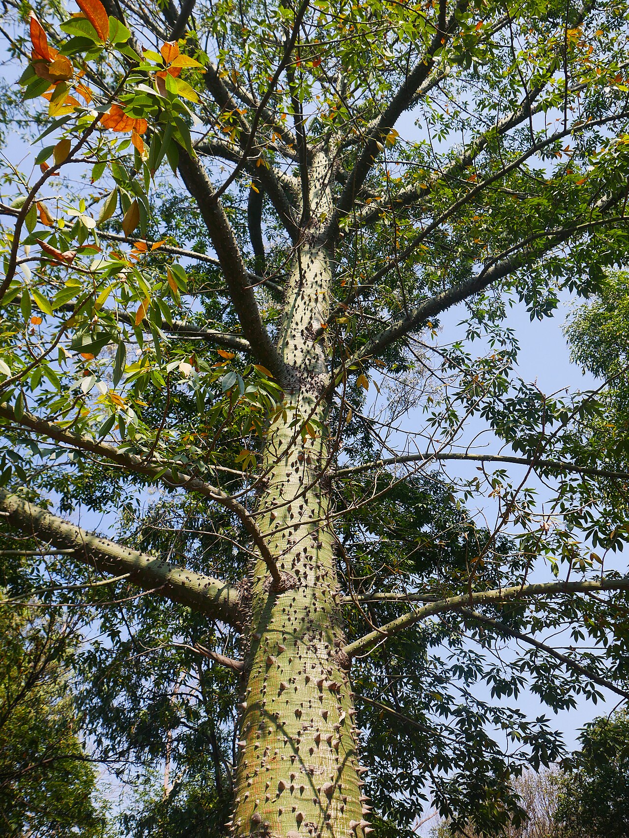 Pochote: Ceiba en la segunda sección del Bosque de Chapultepec