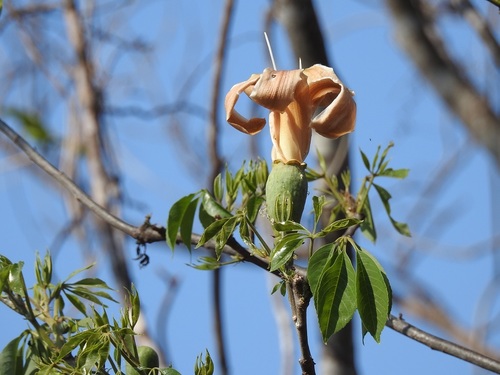 Pochote (Ceiba aesculifolia)