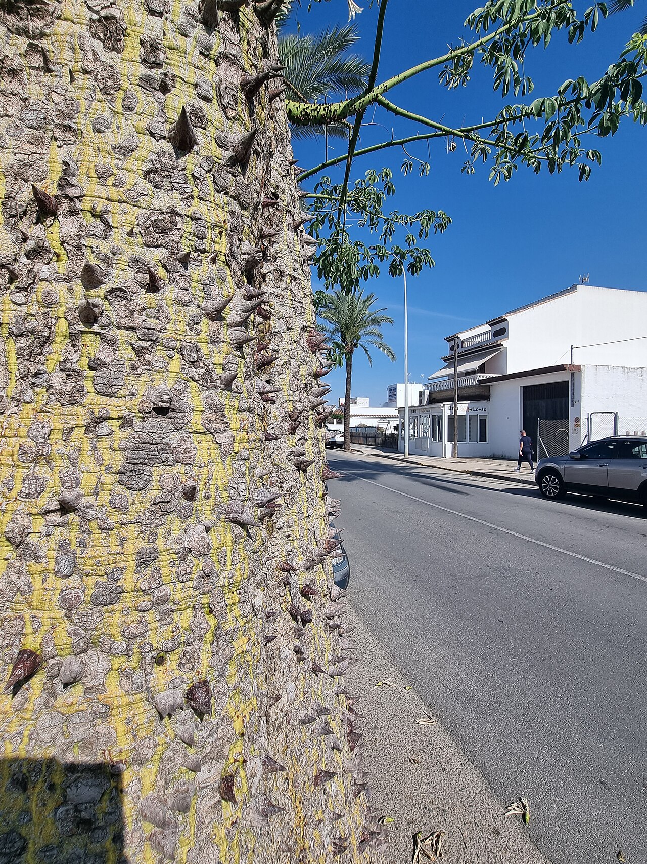 Ceiba chodatii: The trunk of a Ceiba chodatii on the corner of Avenida de Andalucia and Calle Blas Infante in Chipiona, Cadiz, Spain