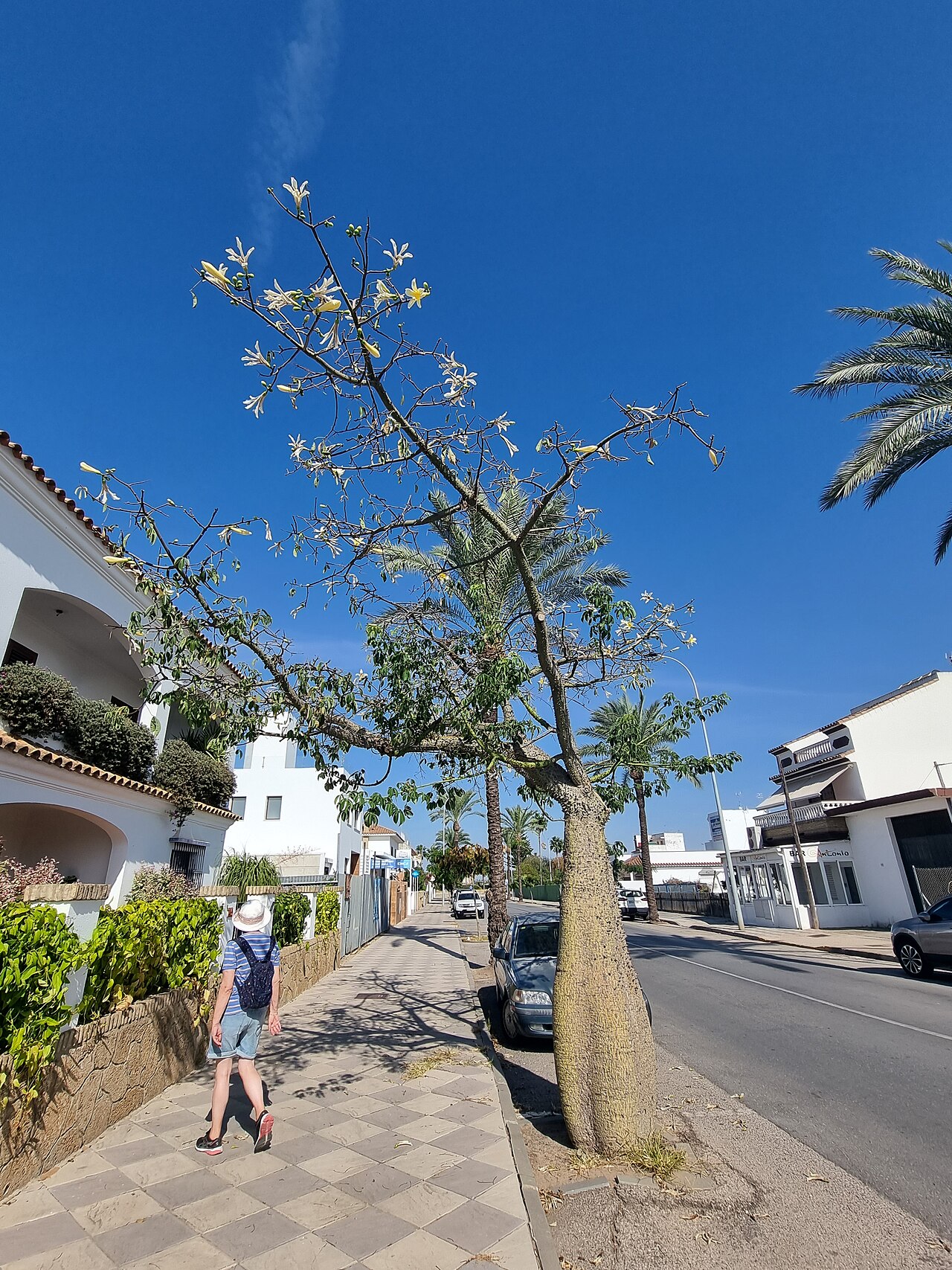 Ceiba chodatii: A Ceiba chodatii tree on the corner of Avenida de Andalucia and Calle Blas Infante in Chipiona, Cadiz, Spain