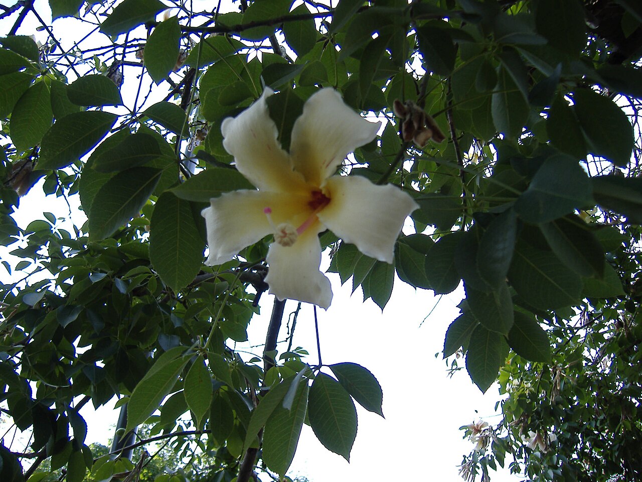 Ceiba chodatii: A flower of Ceiba chodatii (floss silk tree, see Ceiba ). This picture was taken by me, Pablo D. Flores , in Urquiza Park, Rosario , Argentina , on 1 March 2006