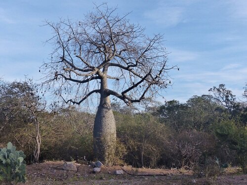 Ceiba chodatii: Ceiba chodatii en su área natural, Santiago del Estero