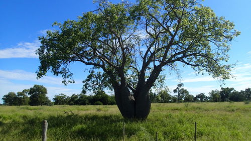 Ceiba chodatii (Ceiba chodatii)