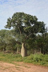 Ceiba chodatii (Ceiba chodatii)