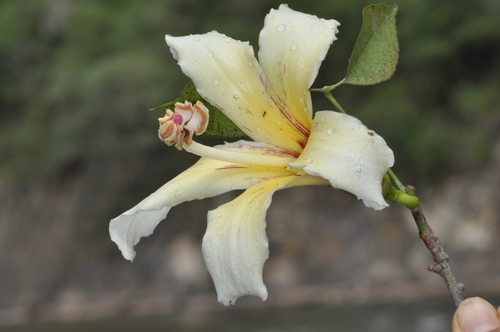 Ceiba chodatii (Ceiba chodatii)