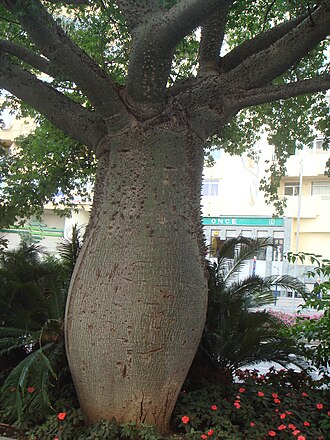 Ceiba chodatii: Palo borracho de flor blanca ( Ceiba chodatii ), Marbella, España.