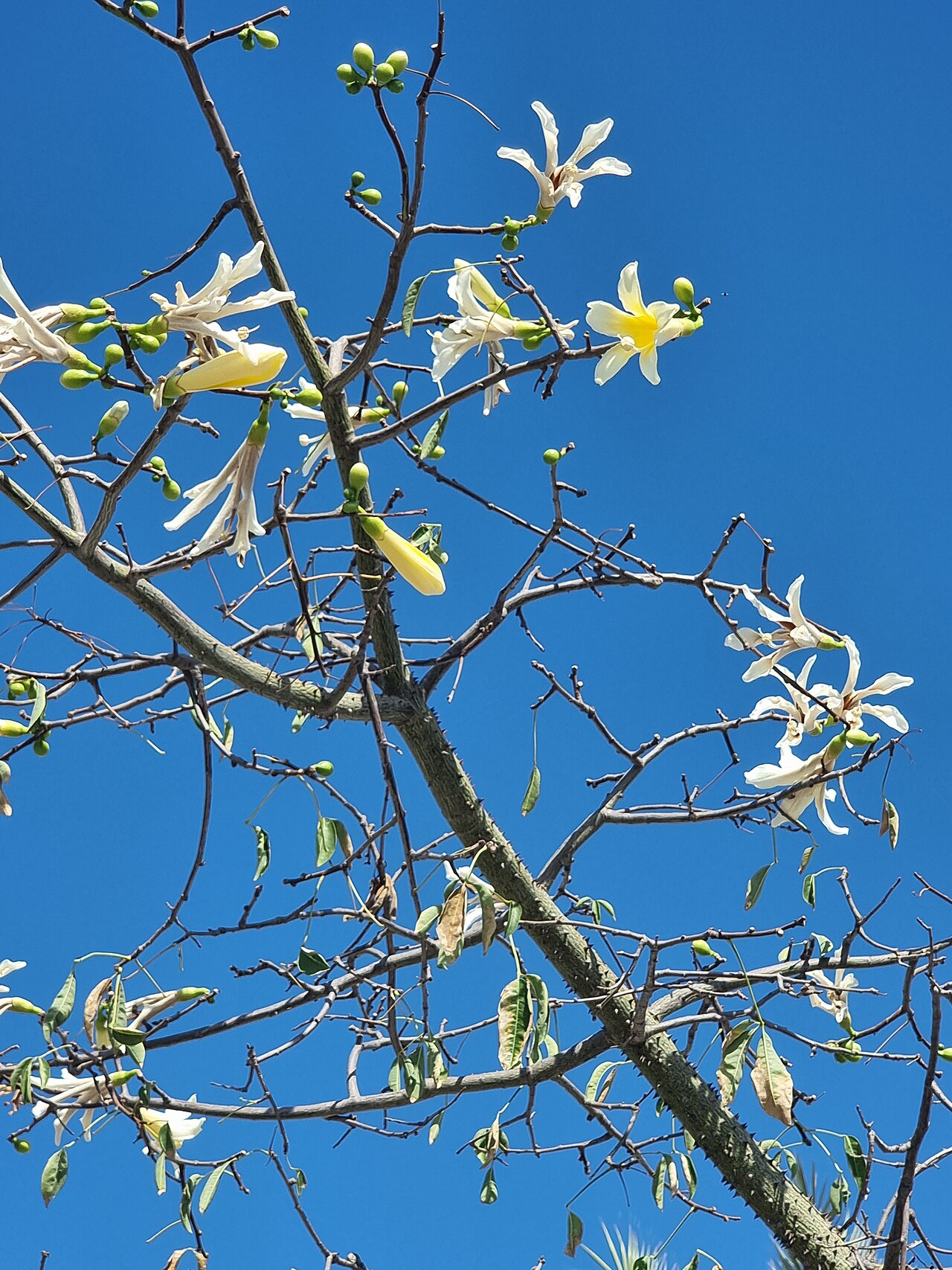 Ceiba chodatii: The flowers of a Ceiba chodatii on the corner of Avenida de Andalucia and Calle Blas Infante in Chipiona, Cadiz, Spain