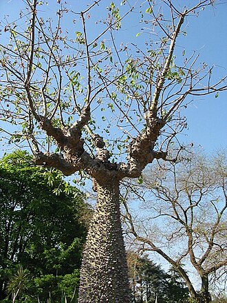 Ceiba chodatii: probably Ceiba chodatii , species have been confused for a long time - see Gibbs P. & Semir J. 2003: A taxonomic revision of the genus Ceiba Mill. (Bombacaceae)