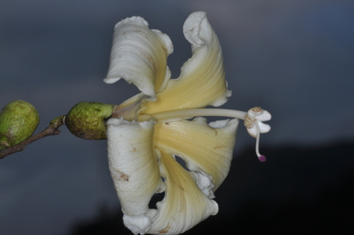 Ceiba chodatii (Ceiba chodatii)