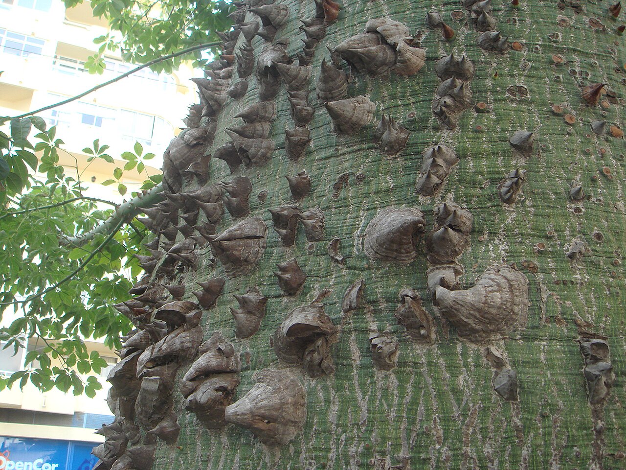 Ceiba chodatii: Tronco de yucán ( Ceiba chodatii ), Marbella, España.