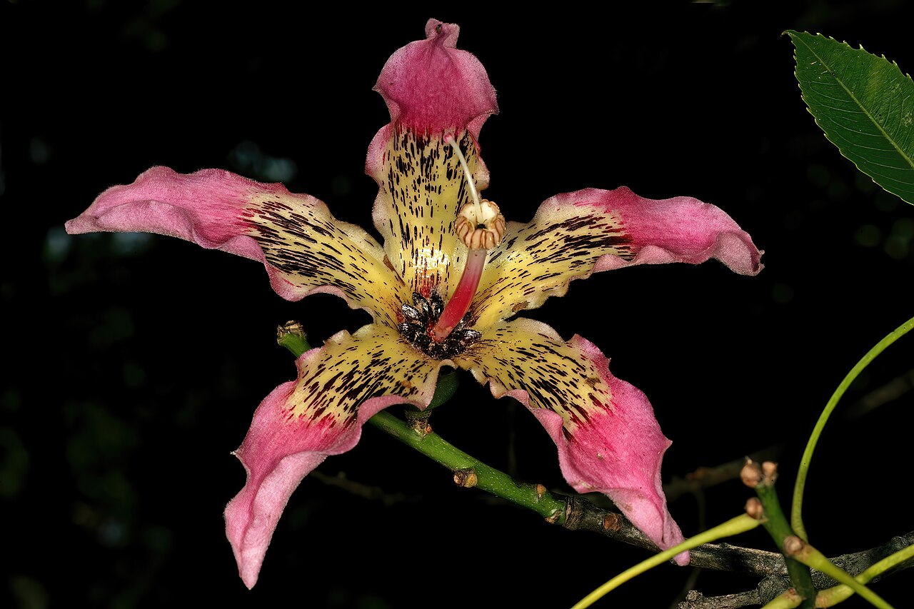 Ceiba crispiflora: Ceiba crispiflora , flower; Pretoria National Botanical Garden, Pretoria, Gauteng, South Africa