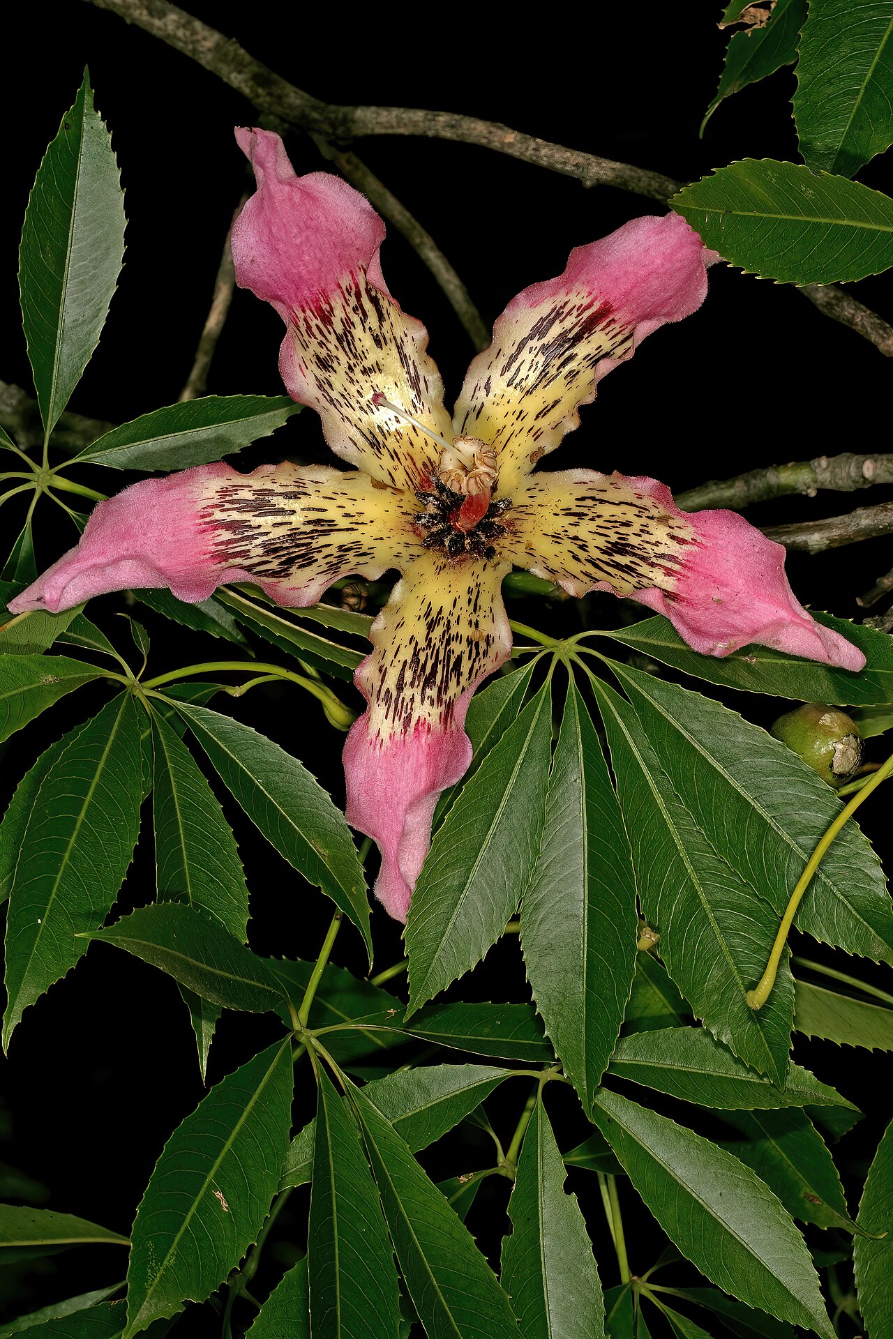 Ceiba crispiflora: Ceiba crispiflora , flower; Pretoria National Botanical Garden, Pretoria, Gauteng, South Africa