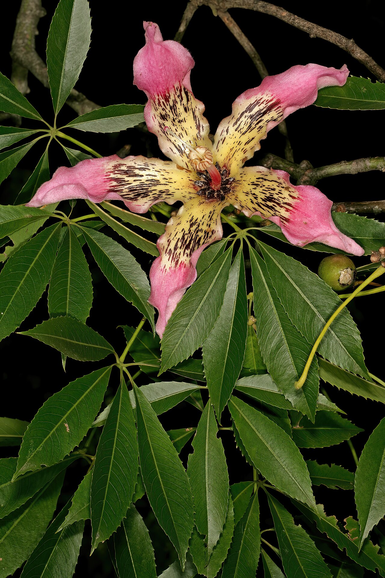 Ceiba crispiflora: Ceiba crispiflora , flower; Pretoria National Botanical Garden, Pretoria, Gauteng, South Africa