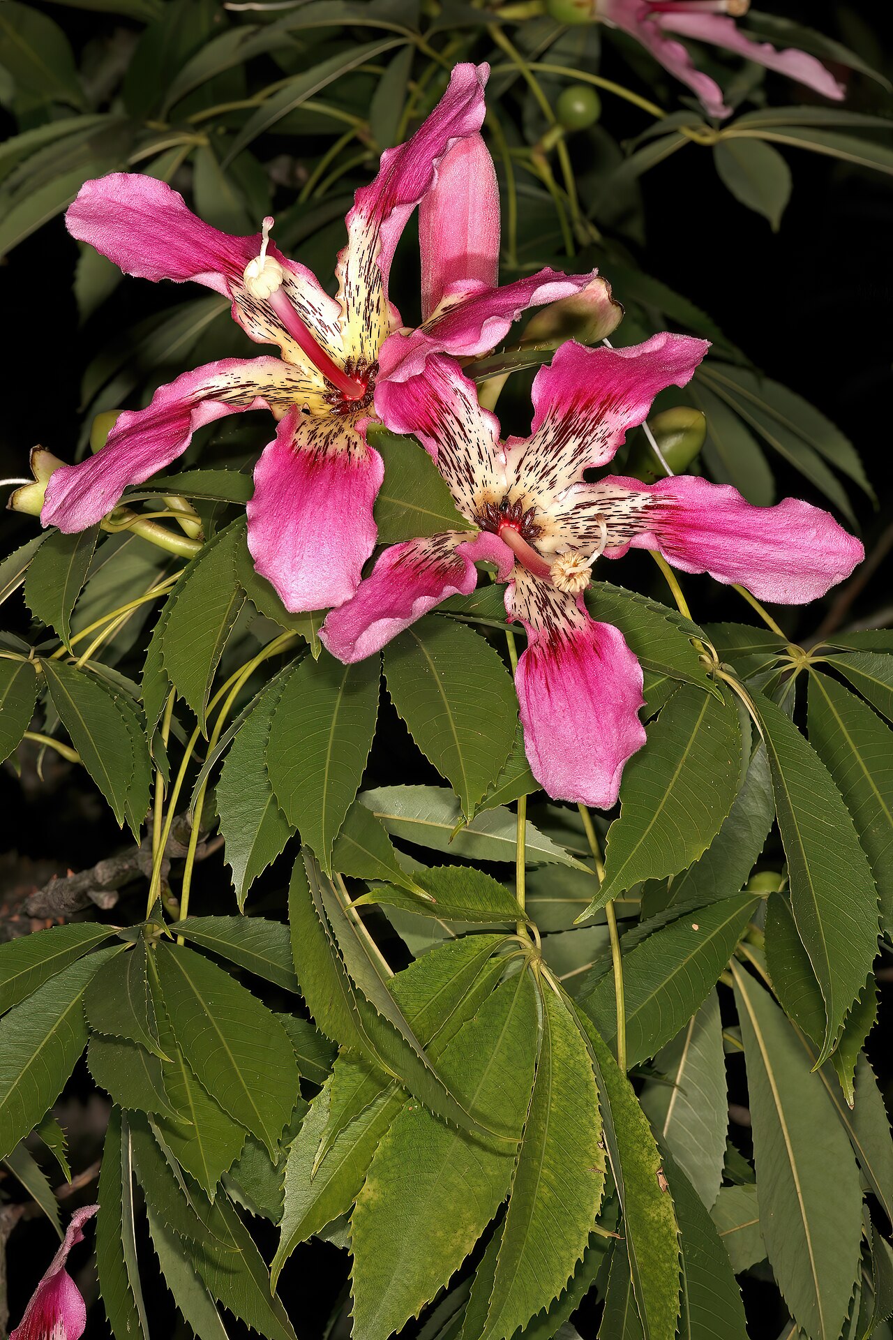 Ceiba crispiflora: Ceiba crispiflora , flowers; garden in Pretoria, Gauteng, South Africa