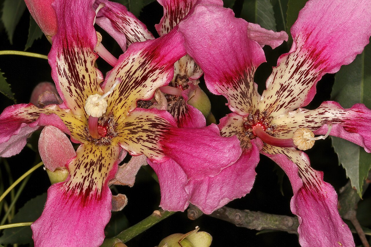 Ceiba crispiflora: Ceiba crispiflora , flowers; garden in Pretoria, Gauteng, South Africa