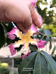 Ceiba crispiflora (Ceiba crispiflora)