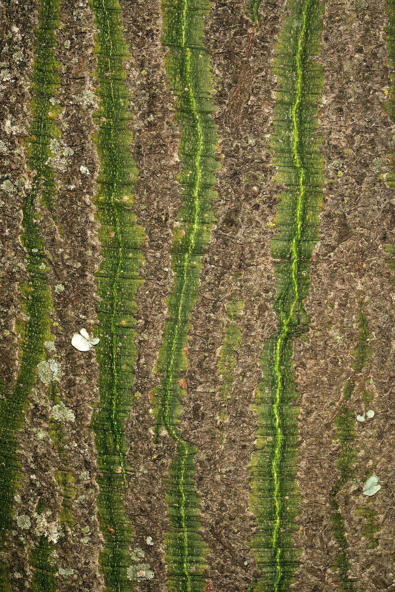 Ceiba crispiflora: Ceiba crispiflora , bark; Pretoria National Botanical Garden, Pretoria, Gauteng, South Africa