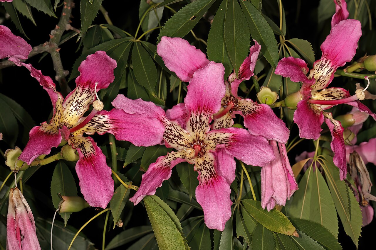 Ceiba crispiflora: Ceiba crispiflora , flowers; garden in Pretoria, Gauteng, South Africa