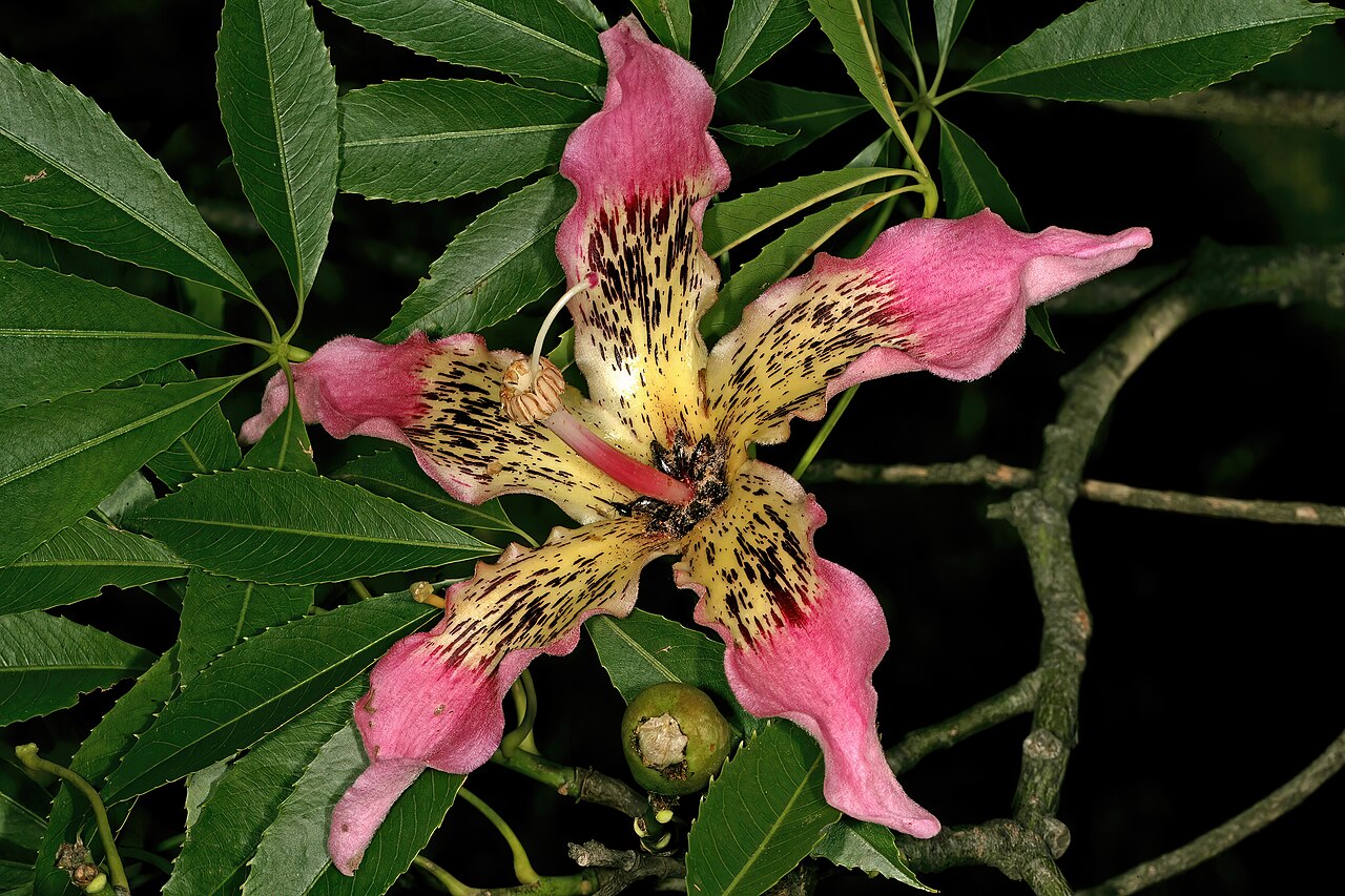 Ceiba crispiflora: Ceiba crispiflora , flower; Pretoria National Botanical Garden, Pretoria, Gauteng, South Africa