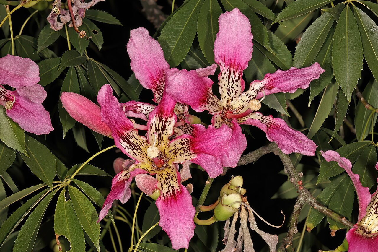 Ceiba crispiflora: Ceiba crispiflora , flowers; garden in Pretoria, Gauteng, South Africa