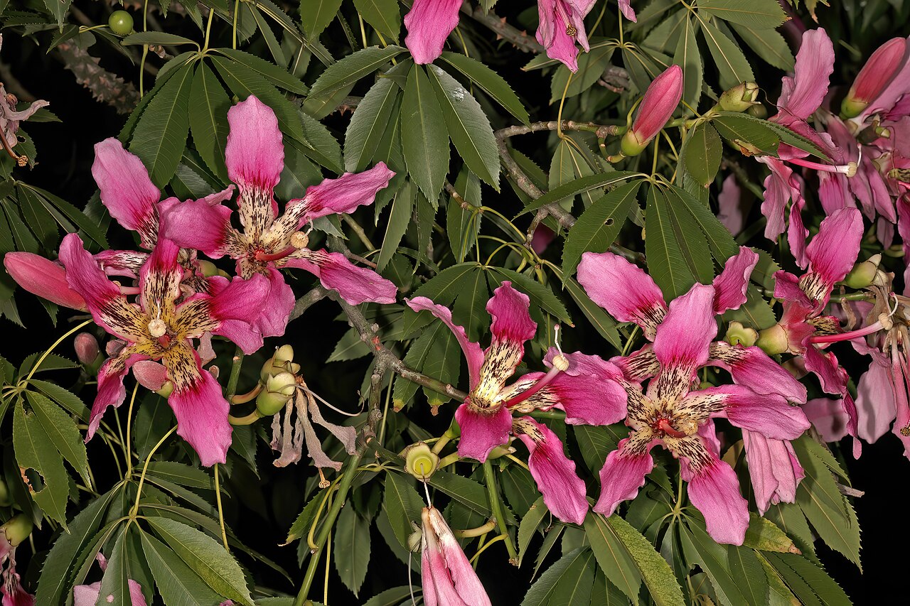 Ceiba crispiflora: Ceiba crispiflora , flowers; garden in Pretoria, Gauteng, South Africa