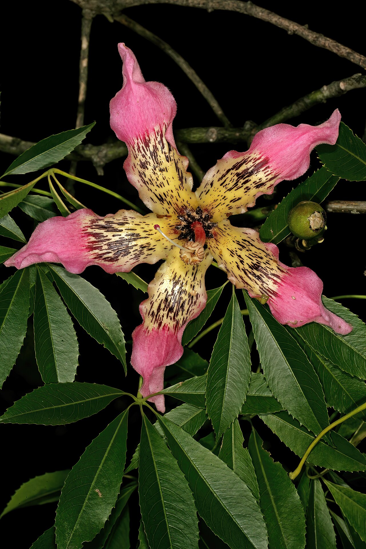 Ceiba crispiflora: Ceiba crispiflora , flower; Pretoria National Botanical Garden, Pretoria, Gauteng, South Africa