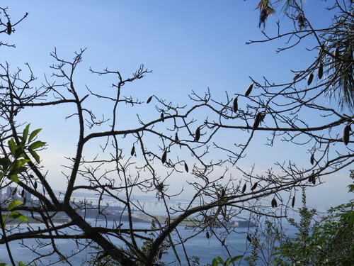 Ceiba erianthos (Ceiba erianthos)