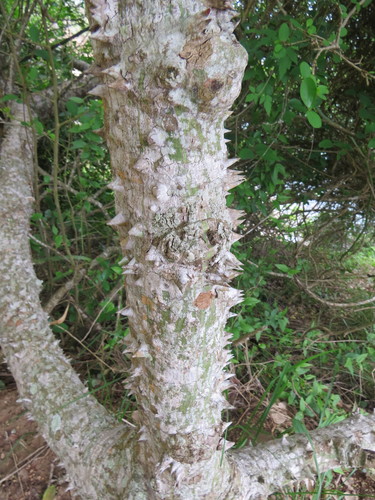 Ceiba erianthos (Ceiba erianthos)