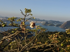 Ceiba erianthos (Ceiba erianthos)