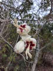 Ceiba erianthos (Ceiba erianthos)