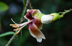 Ceiba erianthos (Ceiba erianthos)