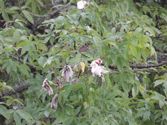 Ceiba erianthos (Ceiba erianthos)