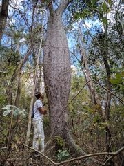 Ceiba glaziovii (Ceiba glaziovii)