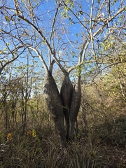 Ceiba glaziovii (Ceiba glaziovii)