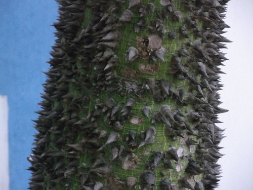 Ceiba glaziovii (Ceiba glaziovii)