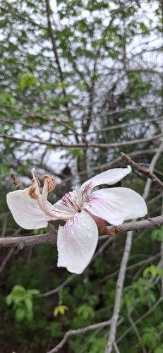 Ceiba glaziovii (Ceiba glaziovii)