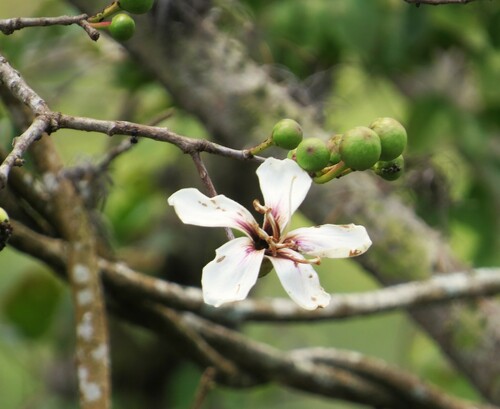 Ceiba glaziovii (Ceiba glaziovii)