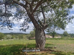 Ceiba glaziovii (Ceiba glaziovii)