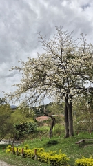 Ceiba insignis (Ceiba insignis)